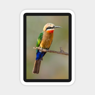 Whitefronted Bee-eater, Botswana Magnet