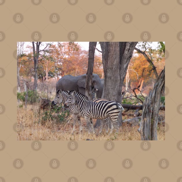 Zebras and Elephants together in Moremi Game Reserve, Botswana, Africa by SafariByMarisa