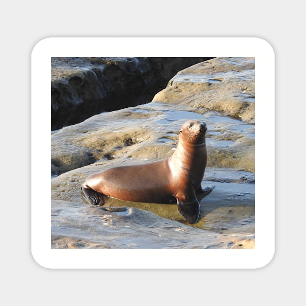 Young California Sea Lion, Marine Life, Wildlife, Nature Magnet by sandyo2ly