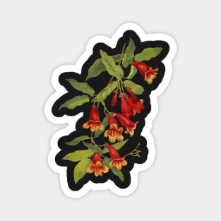 Crossvine - Bignonia capreolata - botanical illustration Magnet