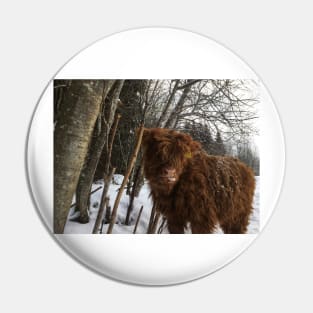 Scottish Highland Cattle Calf 1691 Pin