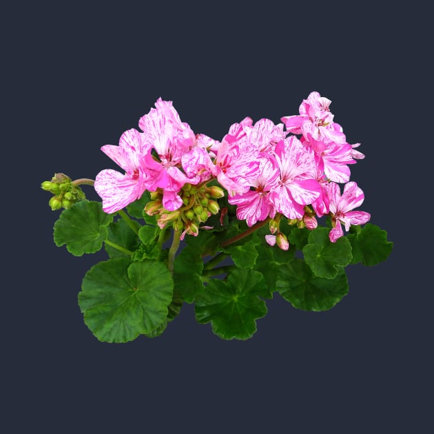 Pink and White Striped Geraniums by SusanSavad