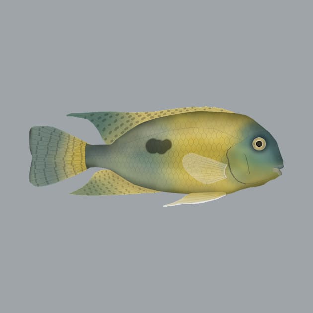 Nicaragua Cichlid by FishFolkArt