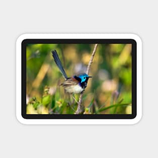 Variegated Fairy Wren, Maleny Queensland Magnet