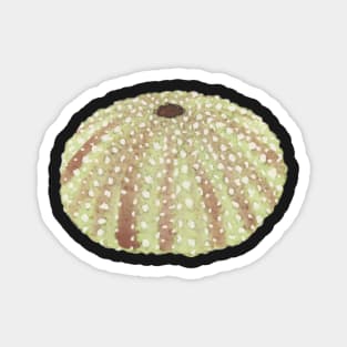 Pastel Watercolor Sea Urchin Shell Magnet