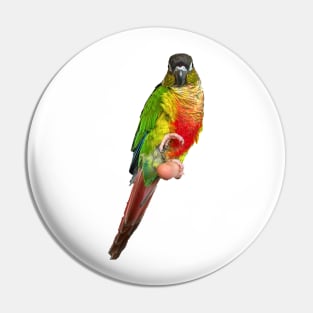 Conure Parrot Bird design | Green cheek | Love for birds Pin