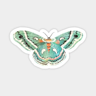 Blue Moth Magnet