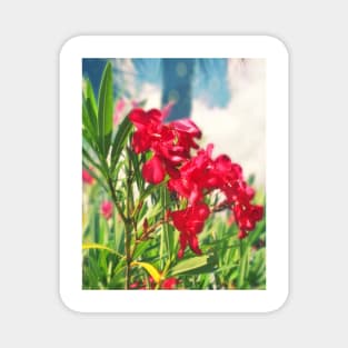 Oleander Magnet