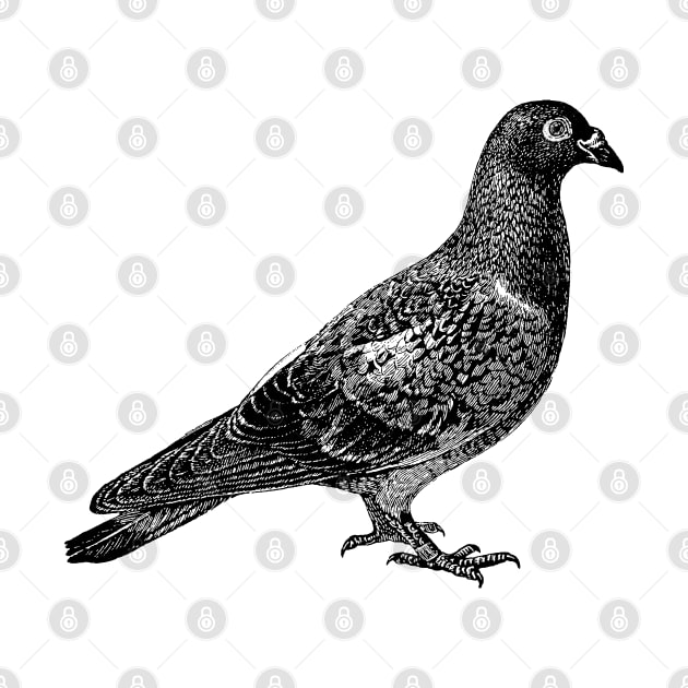 Pigeon in black by winterwinter