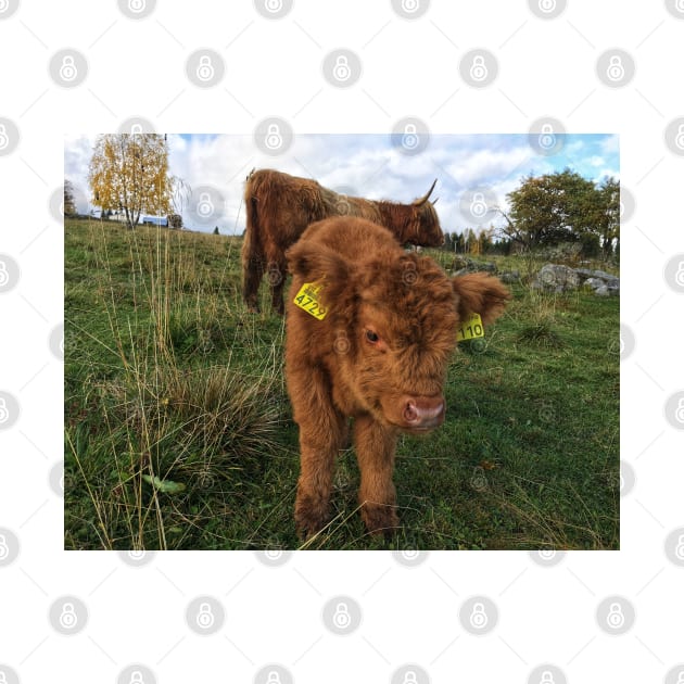 Scottish Highland Cattle Cow and Calf 1569 by SaarelaHighland