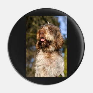 Sunny day Spinone Pin