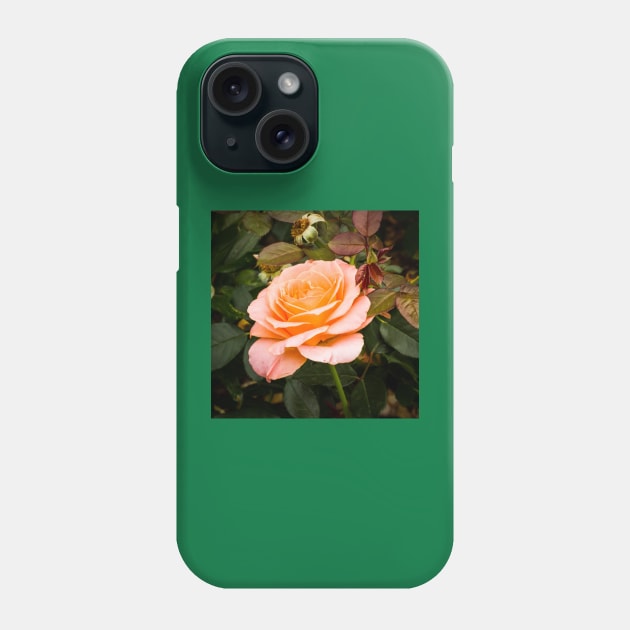 Solitary rose Phone Case by thadz