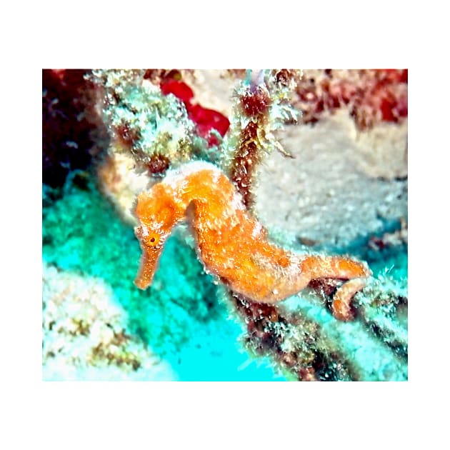 Orange Caribbean Sea Horse by Scubagirlamy