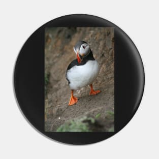 Quizzical Puffin Pin