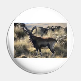 Mountain goat-goat on mountain Pin