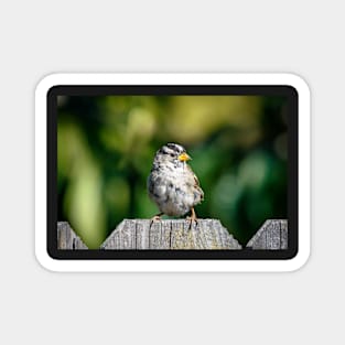 White-crowned sparrow Magnet