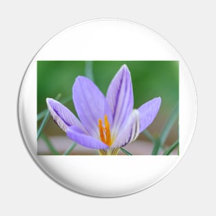 Crocus imperati subsp. suaveolens Pin