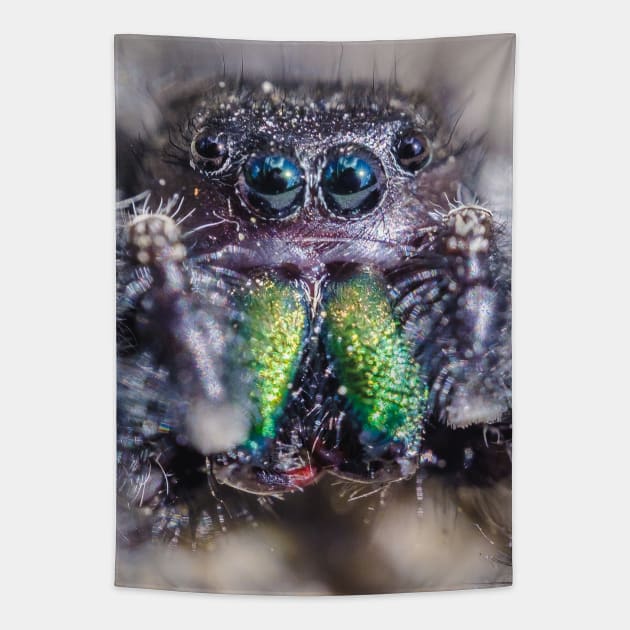 Little Hairy Face. Jumping Spider Macro Photograph Tapestry by love-fi