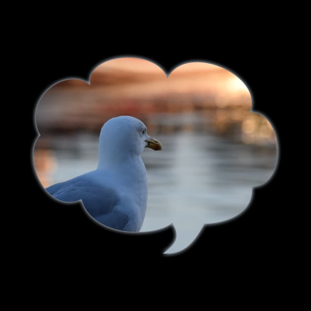 Sunset sunny harbour Seagull in deep thought by ownedandloved