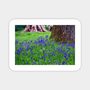 Bluebell Woods Bluebells Basildon Park Reading Berkshire Magnet