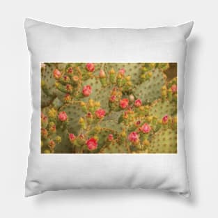 Sonoran Desert Prickly Pear Cactus Blossoms Pillow