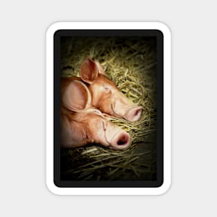 Perfectly Peaceful Piglets Magnet