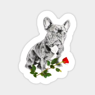 Valentines French Bulldog With Red Rose Magnet