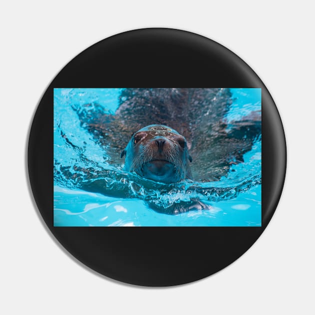 Sea Lion Love Pin by Jacquelie