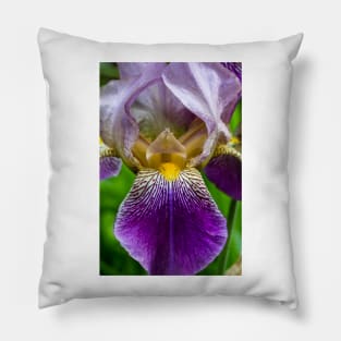 Garden Iris 4 Pillow