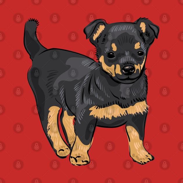 Lancashire Heeler dog puppy by Catdog