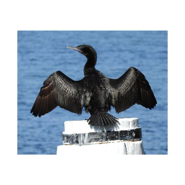 Little Black Cormorant by kirstybush