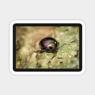 Unique and organic photo of a beautiful iridescent leaf beetle Magnet