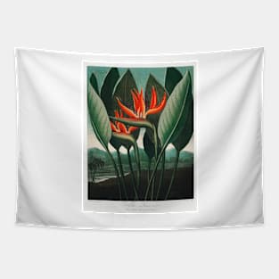 Bird of Paradise Antique Botanical Illustration Tapestry