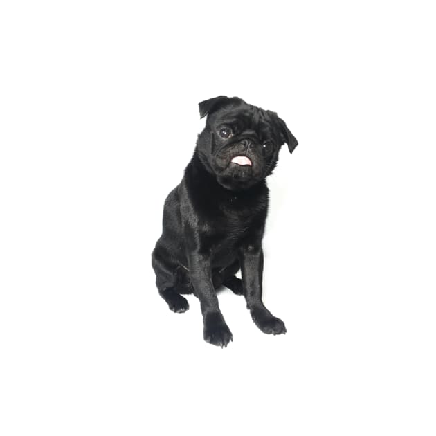 Hugo The black Pug // Full Body by jlwilliamsss