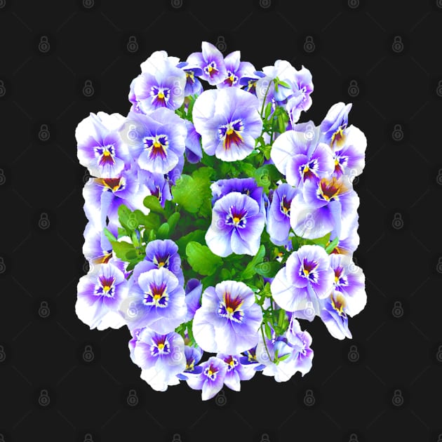 Flower Pansies by Light Beacon