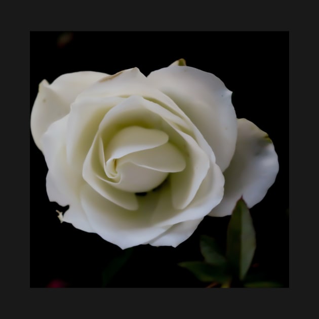 White rose blossom on black background by kall3bu