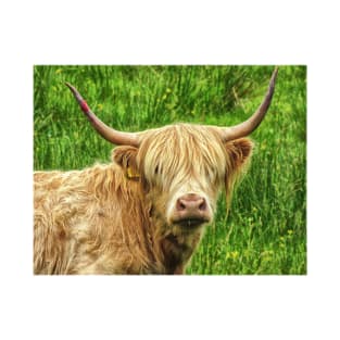 Highland cow in the green grass T-Shirt