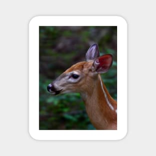 Fawn - White-tailed Deer Magnet