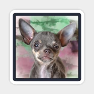 Cheeky Chihuahua Hello Funny Face art Magnet