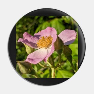 Pink Flower in Field 1 Pin