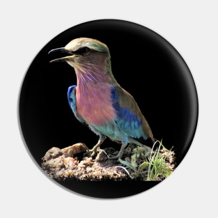 Roller - Bird in Africa Pin