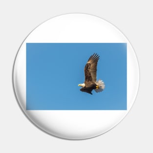 Bald Eagle in Flight with Blue Sky Pin