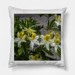 Azaleas in Bloom Pillow