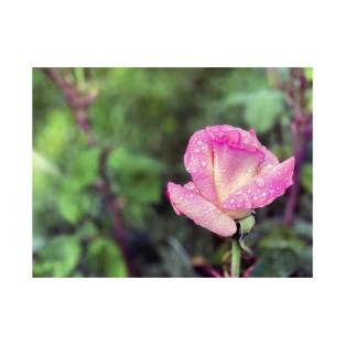 Pink Rose in Spring Rain T-Shirt