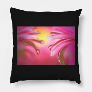 Droplets on Gerberas with Refraction Pillow