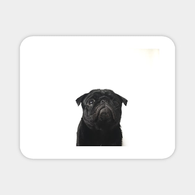 Hugo The Black Pug // Magnet by jlwilliamsss