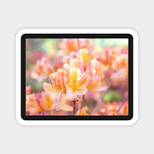 Orange and yellow rhododendrons blooming Magnet