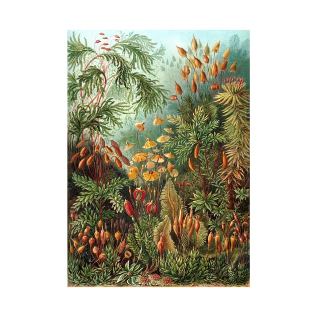 Tropical Moss Muscinae by Ernst Haeckel by MasterpieceCafe