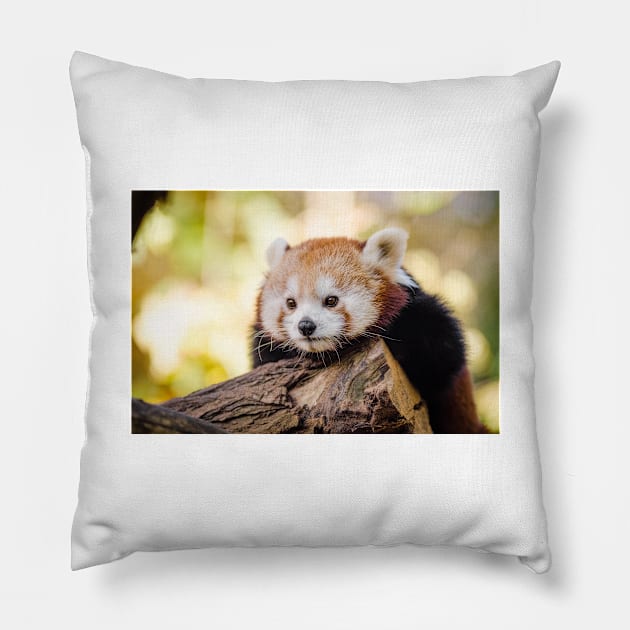 Red Panda Pillow by kawaii_shop