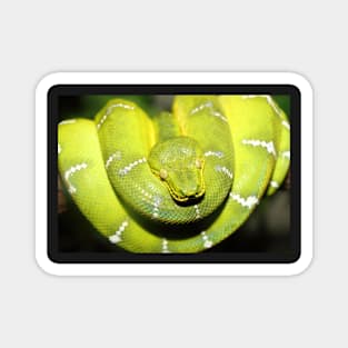 Emerald Tree Boa #1 Magnet